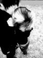 myspace layouts, myspace codes, glitter graphics