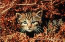 baby bobcat